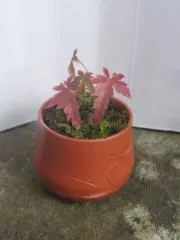 こけなお