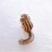 もっちっちの画像