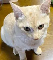 ツッチーの画像