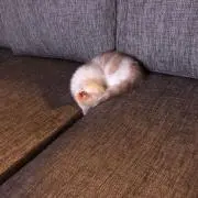 y.w