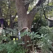 セセリ