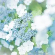 水菜