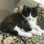 カナドメの画像
