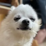 ぽてとまんの画像