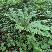 wakachanの画像