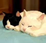 ねこむん／不用品処分値下げ可の画像