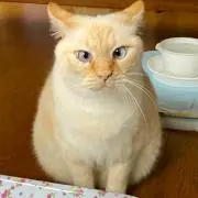 りりの画像