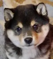 ぽんたの画像
