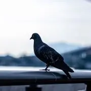 トトロ3世