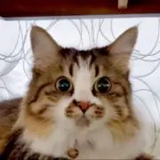 ユキチの画像