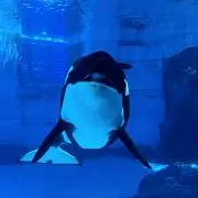 ひな