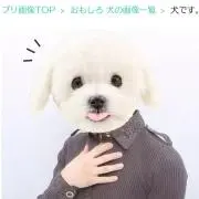 ぴーひゃんワンワンギッタンの画像
