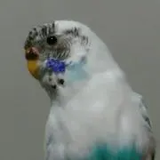 リアルガッパ