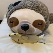 pontaroの画像