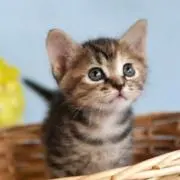 ねこ