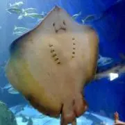 えっぴの画像