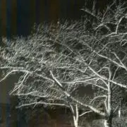 夜桜