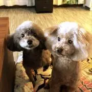 テン&てとの画像