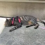 ひらたっち
