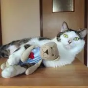 Toraの画像