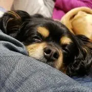 Kami