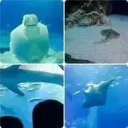 wills 自己紹介必読の画像
