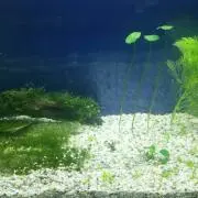 たくまろ