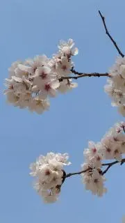 ポテたこの画像