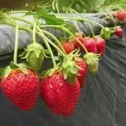 cocoの画像