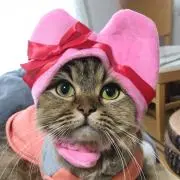 ねこずきんの画像