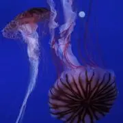 ゆんの画像