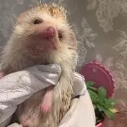 ぽてと【子供服断捨離中】の画像
