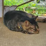 NAMiの画像
