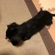 ちょびたろうの画像