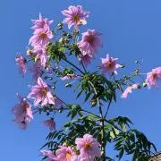 かず丸　プロフィール一読して下さいの画像