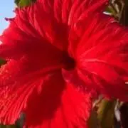 Coccoの画像