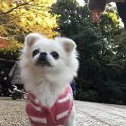 slaniの画像