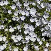 もこの画像