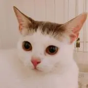Shin