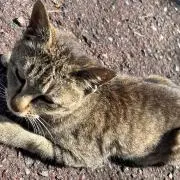 四季咲❁⃘*.゜