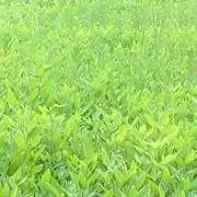 せとか