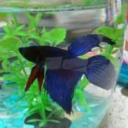 ミチャ
