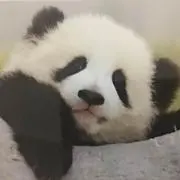 Tomopandaの画像