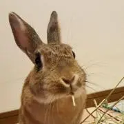 あわもりの画像