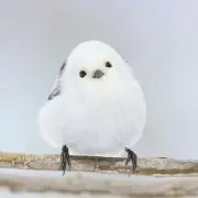ずーの