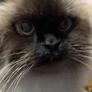 はんぺんの画像