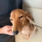 さきの画像