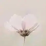 Ｓ。の画像