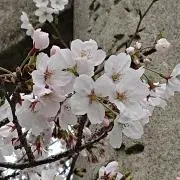 はうるの画像