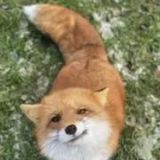 Foxy